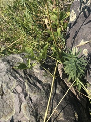 Clematis ligusticifolia