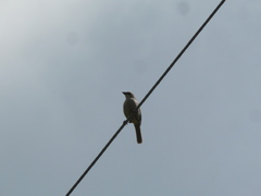 Oriturus superciliosus