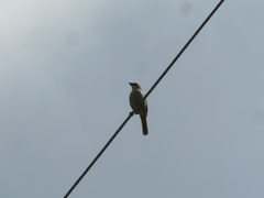 Oriturus superciliosus