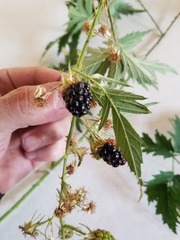 Rubus laciniatus