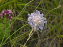 Scabiosa