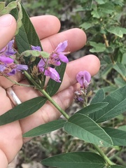 Desmodium canadense