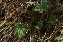 Potentilla thuringiaca