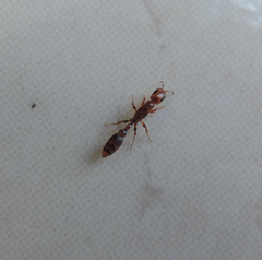 Pseudomyrmex