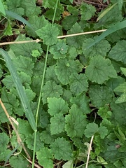 Glechoma hederacea