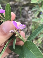 Desmodium canadense