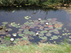 Nymphaea alba