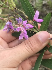 Desmodium canadense