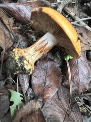 Cortinarius