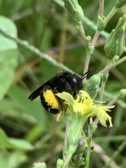 Melissodes bimaculatus