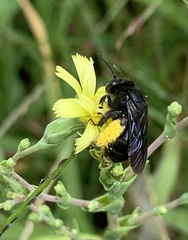 Melissodes bimaculatus