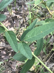 Desmodium canadense