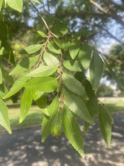 Ulmus parvifolia