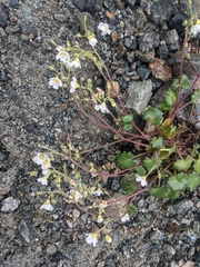 Romanzoffia sitchensis