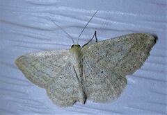 Scopula inductata