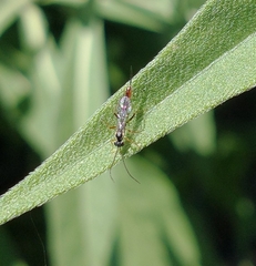 Campopleginae