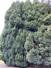 Sequoiadendron giganteum