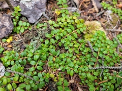 Gaultheria hispidula