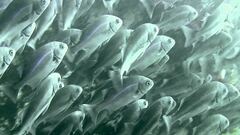 Anisotremus scapularis