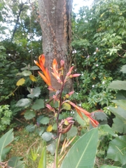 Canna indica