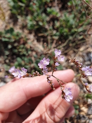Limonium