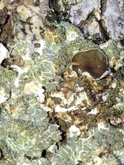 Punctelia bolliana