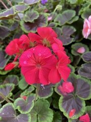 Pelargonium