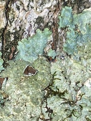 Punctelia bolliana