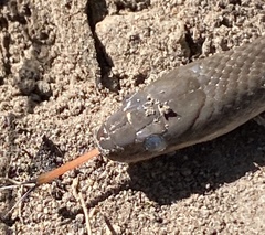 Lycodonomorphus rufulus