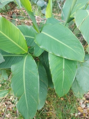 Canna indica