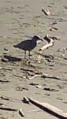 Pluvialis squatarola