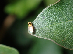 Thaumatomyia
