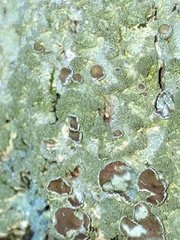 Punctelia bolliana