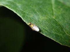 Thaumatomyia