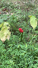 Arisaema dracontium