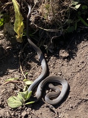 Lycodonomorphus rufulus