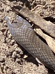 Lycodonomorphus rufulus