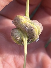 Pemphigus spyrothecae