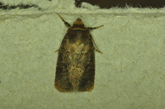 Orthodes cynica