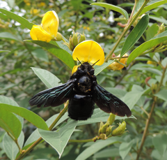 Xylocopa frontalis