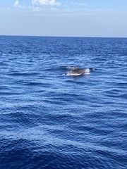 Delphininae