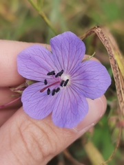 Geranium pratense