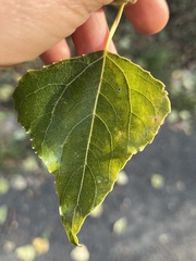 Pemphigus spyrothecae