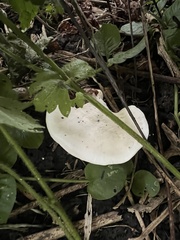 Loweomyces fractipes