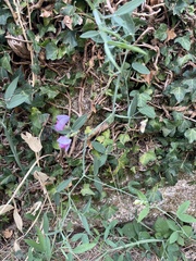 Lathyrus latifolius