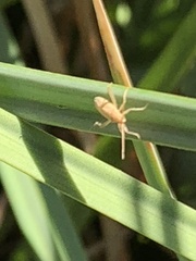 Stenodema trispinosum
