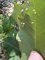 Caryomyia sanguinolenta