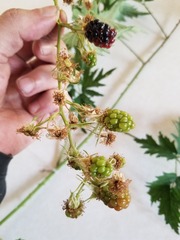 Rubus laciniatus
