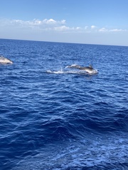 Delphininae