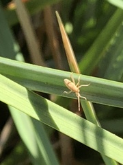 Stenodema trispinosum